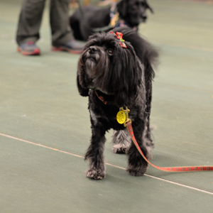 Catawba Valley Obedience Club, Hickory NC